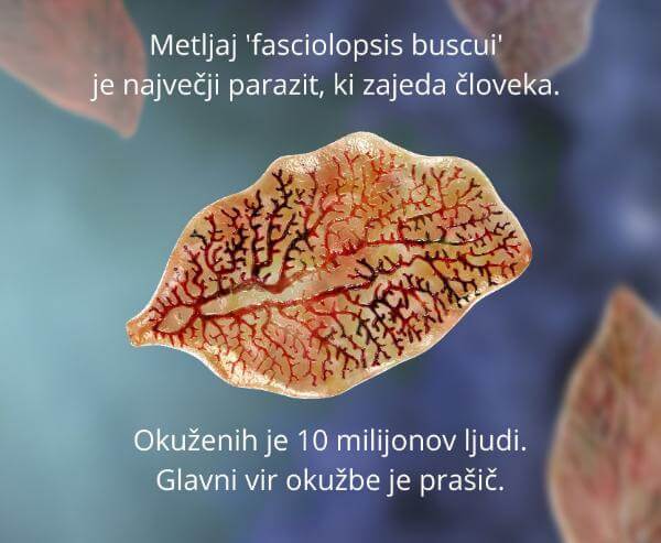 zapper PARAZITI metljaji so največji človeški zajedavci, povezani z RAKOM, zaper dr. Clark