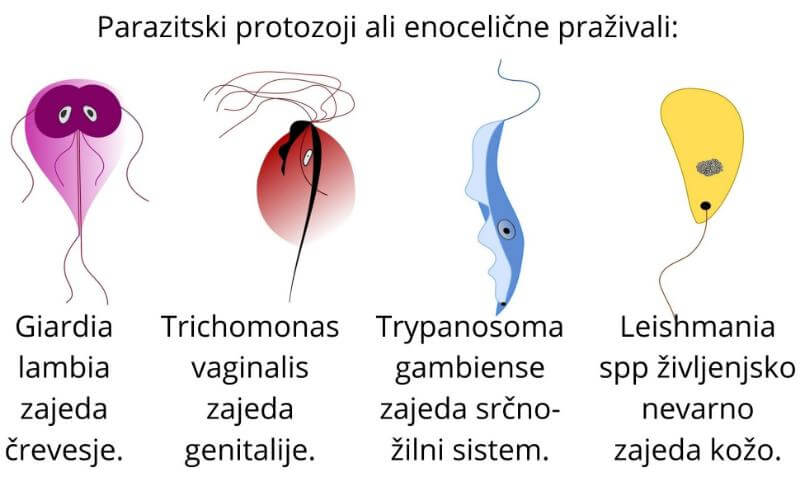 ZAPPER parazitski protozoji so enocelične praživali ZAPPER uniči PARAZITE