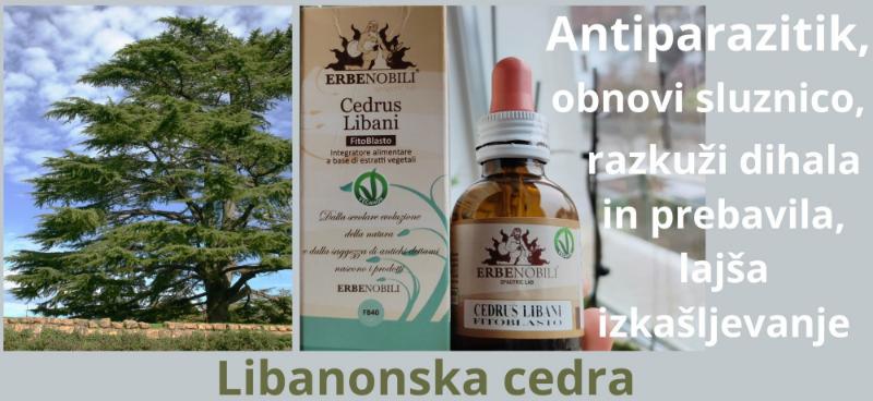 Antiparazitik k zaper dr.Clark terapiji obnavlja sluznico LIBANONSKA CEDRA zapper