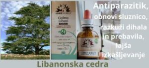 Antiparazitik ob zaper terapiji obnavlja sluznico LIBANONSKA CEDRA zapper