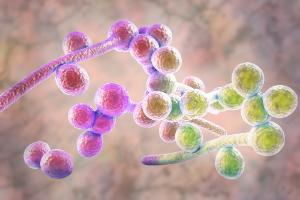 Kandida albicans podleže zaper terapiji, ekstraktu grenivkinih pečk in razkisanju